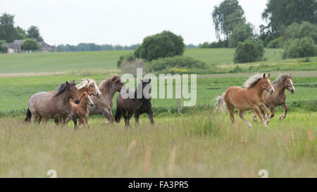 Condizioni di sforzo particolarmente pesanti a cavallo della Lituania in via di estinzione della razza rara Foto Stock