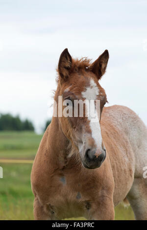 Condizioni di sforzo particolarmente pesanti a cavallo della Lituania in via di estinzione della razza rara Foto Stock