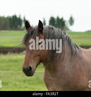 Condizioni di sforzo particolarmente pesanti a cavallo della Lituania in via di estinzione della razza rara Foto Stock