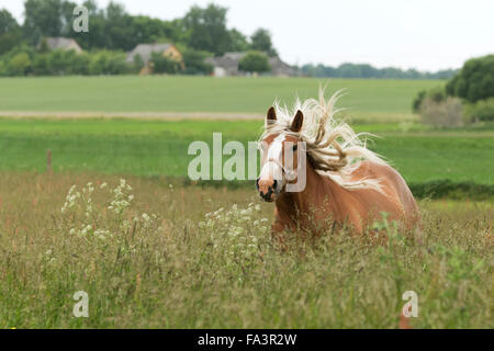 Condizioni di sforzo particolarmente pesanti a cavallo della Lituania in via di estinzione della razza rara Foto Stock