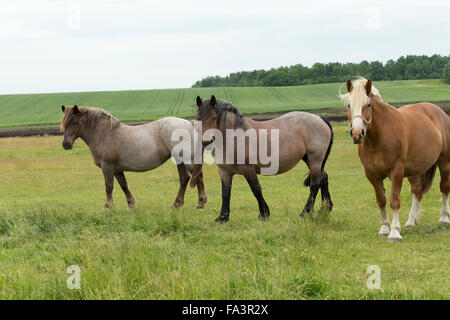 Condizioni di sforzo particolarmente pesanti a cavallo della Lituania in via di estinzione della razza rara Foto Stock