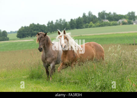 Condizioni di sforzo particolarmente pesanti a cavallo della Lituania in via di estinzione della razza rara Foto Stock