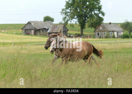 Condizioni di sforzo particolarmente pesanti a cavallo della Lituania in via di estinzione della razza rara Foto Stock