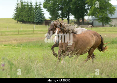 Condizioni di sforzo particolarmente pesanti a cavallo della Lituania in via di estinzione della razza rara Foto Stock