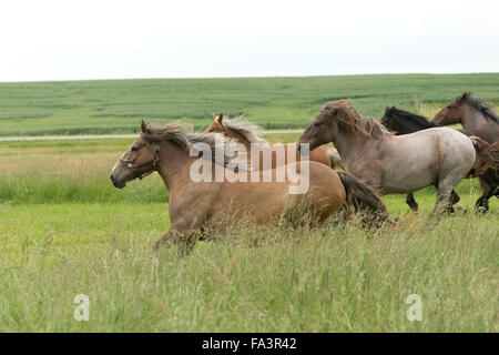 Condizioni di sforzo particolarmente pesanti a cavallo della Lituania in via di estinzione della razza rara Foto Stock