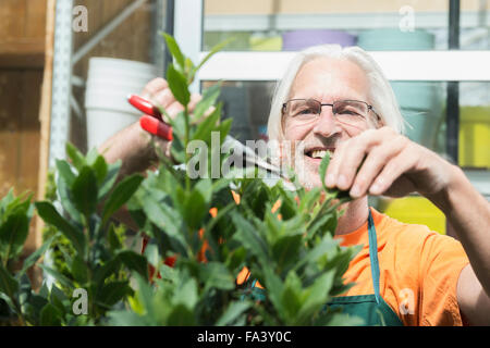 Giardiniere maschio la potatura di una pianta in serra, Augsburg, Baviera, Germania Foto Stock