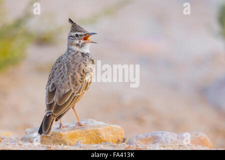 Crested Lark, Adulti cantando, Salalah, Dhofar, Oman Foto Stock