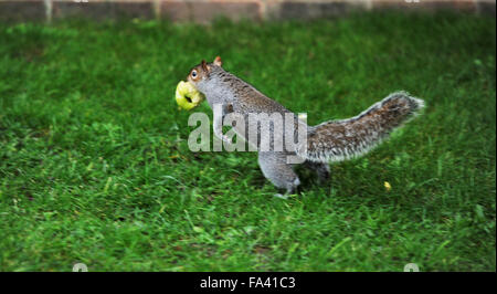 Questo affamato scoiattolo grigio sembrava veramente soddisfatto di se stesso quando si è trovata una mela intera a mangiare nel Queens Park area di Brighton questa mattina . Sciurus carolinensis Foto Stock