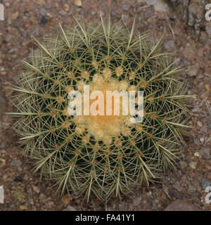 Golden Barrel Cactus (Echinocactus grusonii) dal Messico. Foto Stock
