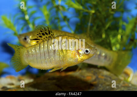Pesce dal genere Poecilia in un aquatrium Foto Stock