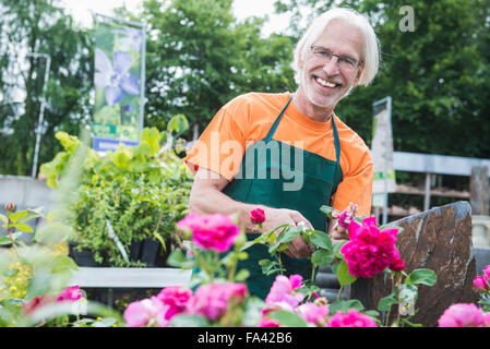 Giardiniere maschio rose di trimming in serra, Augsburg, Baviera, Germania Foto Stock