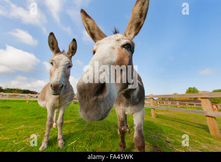 Asini su Norfolk fattoria in estate Foto Stock