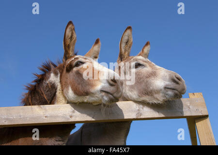 Asini guardando sopra un recinto su una farm di Norfolk in estate Foto Stock