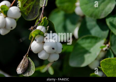 Snowberry albus arbusto nel parco, Bulgaria Foto Stock