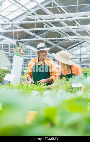 Due giardinieri che lavorano in serra, Augsburg, Baviera, Germania Foto Stock