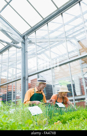 Due giardinieri che lavorano in serra, Augsburg, Baviera, Germania Foto Stock