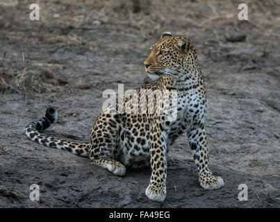 Un lone africana di leopard (Panthera pardus pardus) si siede da un waterhole, avviso a un eventuale intruso. South Luangwa, Zambia. Foto Stock