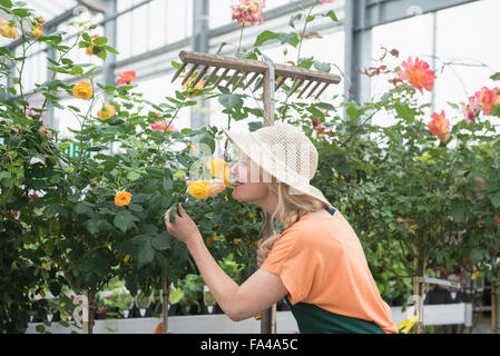 Donna matura odore di rose fiori in serra, Augsburg, Baviera, Germania Foto Stock