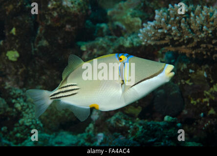 Pesci balestra picasso, Rhinecanthus Assasi, sulla barriera corallina del Mar Rosso, Marsa Alam, Egitto Foto Stock