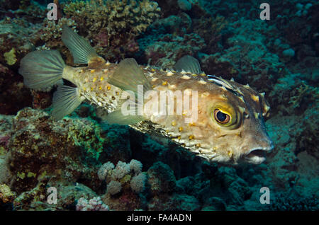 Spotbase burrfish, Cyclichthys spilostylus, con wrasse sulla barriera corallina, Mar Rosso, Egitto Foto Stock