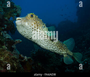 Spotbase burrfish, Cyclichthys spilostylus, sulla barriera corallina, Mar Rosso, Egitto Foto Stock