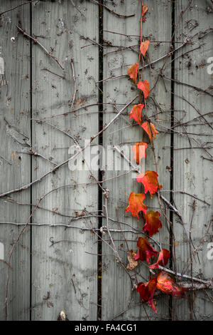 Foglie di colore arancione su un vitigno che si aggrappano al grigio di una recinzione di legno. Foto Stock