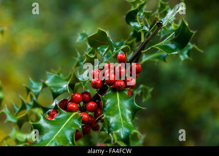 Holly filiale vicina con un sacco di bacche rosse. Foto Stock