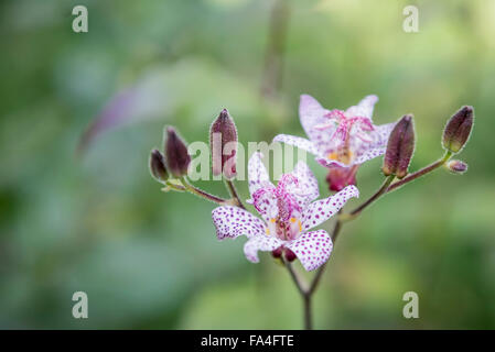 Close-up di rospo viola gigli (Tricyrtis formosana), Monaco di Baviera, Germania Foto Stock