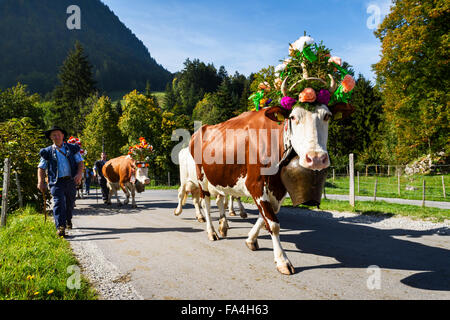 Charmey, Friburgo, Svizzera - 26 Settembre 2015 : gli agricoltori con una mandria di mucche con la transumanza annuale a Charmey vicino Gruy Foto Stock