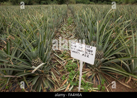 Commerciale agricola di ananas in villaggio Fotobi, Ghana. Foto Stock