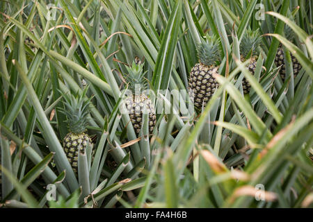 Commerciale agricola di ananas in villaggio Fotobi, Ghana. Foto Stock