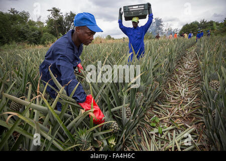 Commerciale agricola di ananas in villaggio Fotobi, Ghana. Foto Stock