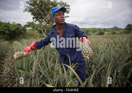 Commerciale agricola di ananas in villaggio Fotobi, Ghana. Foto Stock