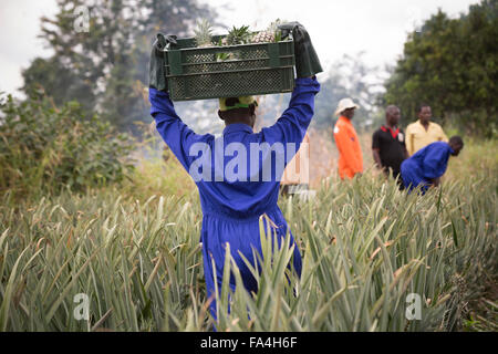 Commerciale agricola di ananas in villaggio Fotobi, Ghana. Foto Stock