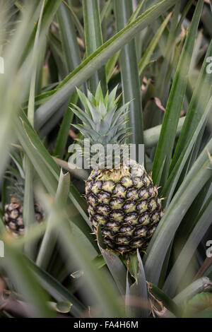 Commerciale agricola di ananas in villaggio Fotobi, Ghana. Foto Stock