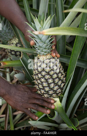 Commerciale agricola di ananas in villaggio Fotobi, Ghana. Foto Stock