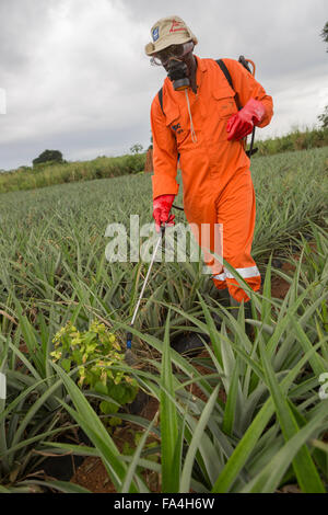 Un agricoltore di ananas SPRAY ANTIPARASSITARIO PER Fotobi village, Ghana. Foto Stock