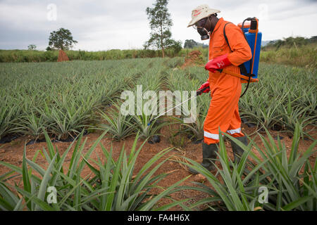 Un agricoltore di ananas SPRAY ANTIPARASSITARIO PER Fotobi village, Ghana. Foto Stock