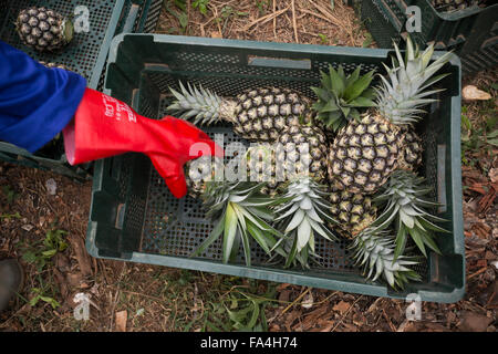 Commerciale agricola di ananas in villaggio Fotobi, Ghana. Foto Stock