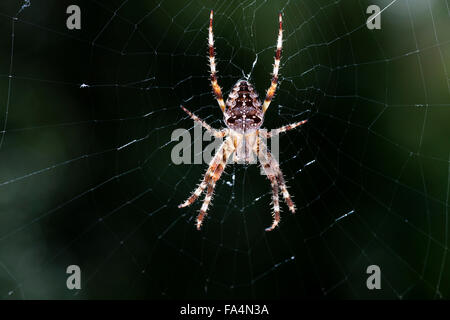 Close-up del giardino pensile spider sul web, Baviera, Germania Foto Stock