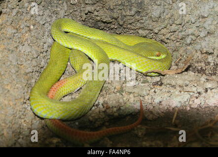 Bianco asiatici a labbro Rattlesnakes (Trimeresurus albolabris), a.k.a. A labbro bianco verde albero rattlesnakes Foto Stock
