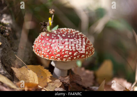 Close-up di un rosso fly agaric (amanita muscaria) funghi nel bosco Foto Stock