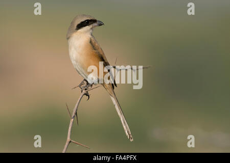 Long-tailed shrike o rufous-backed shrike (Lanius schach) Foto Stock