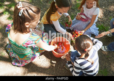 Il gruppo di amici di fragole di lavaggio nel secchio di acqua a picnic, Monaco di Baviera, Germania Foto Stock