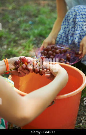 Gruppo di amici di lavaggio uve rosse nel secchio di acqua a picnic, Monaco di Baviera, Germania Foto Stock