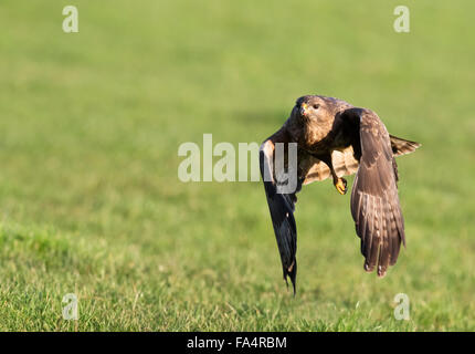 Maschi selvatici comune poiana, Buteo buteo in volo Foto Stock