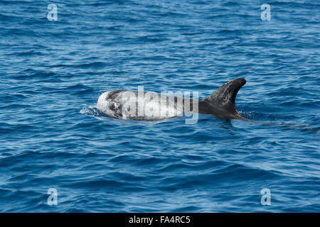 Risso (Dolphin Grampus griseus) affiorante, Drake Bay, Costa Rica, America Centrale Foto Stock