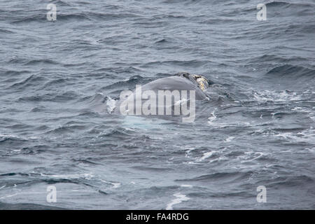 Femmina adulta, la balena franca australe, Eubalaena australis, affiorante, Mare di Weddell, Antartide Foto Stock