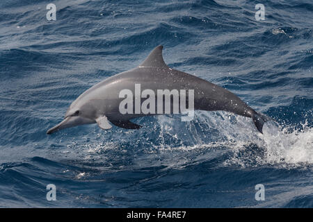 Hawaiian/Gray Spinner il Delfino Stenella longirostris, porpoising, Maldive, Oceano Indiano.