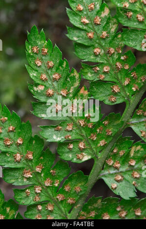 Ampia buckler fern (Dryopteris dilatata) close up di fronde mostra sporangia / sori Foto Stock